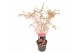 Acer palmatum taylor 