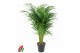 Dypsis lutescens 