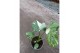 Monstera deliciosa thai constellation 