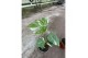 Monstera deliciosa thai constellation 