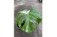 Monstera deliciosa thai constellation 