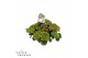 Hydrangea macr. hi fire Lila 5-6 Bloem 