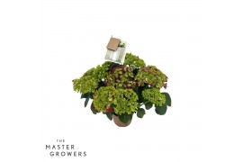 Hydrangea macr. hi fire Lila 5-6 Bloem