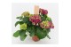Hydrangea macr. hi fire Lila 5-6 Bloem 