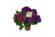Hydrangea macr. hi fire Lila 5-6 Bloem 