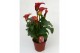 Zantedeschia Rood 