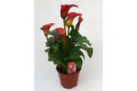 Zantedeschia Rood