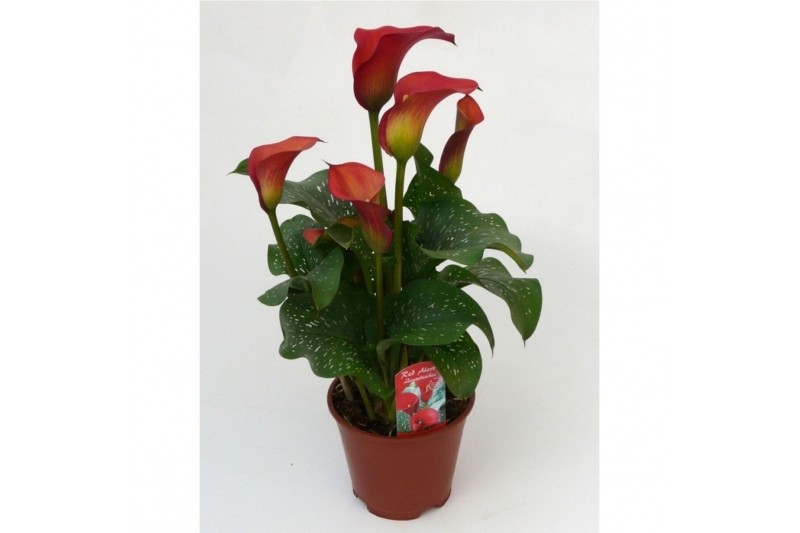 Zantedeschia Rood 