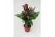 Zantedeschia Paars 
