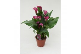 Zantedeschia Paars