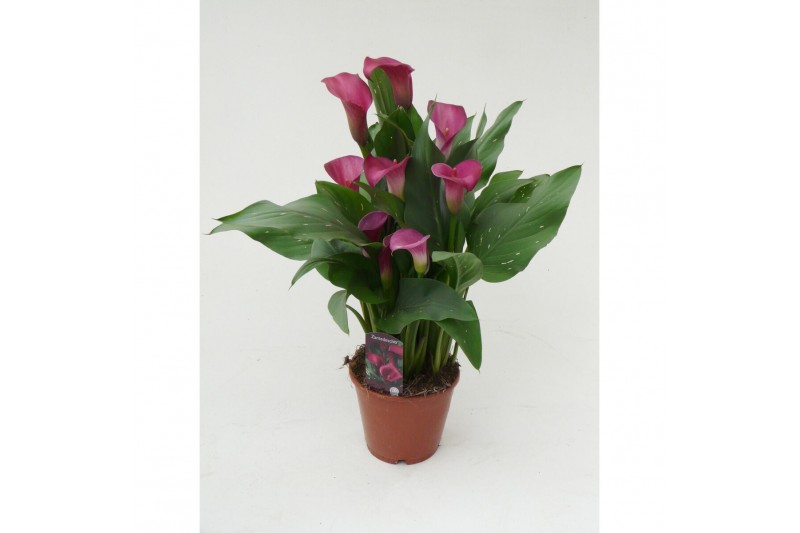Zantedeschia Paars 