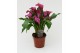 Zantedeschia Paars 
