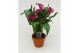 Zantedeschia Paars - Terracotta pot 