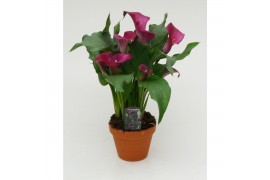 Zantedeschia Paars - Terracotta pot