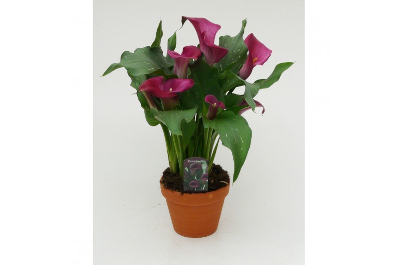Zantedeschia Paars - Terracotta pot 