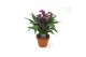 Zantedeschia Paars - Terracotta pot 
