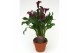 Zantedeschia Paars - Terracotta pot 