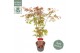 Acer palmatum atropurpureum 