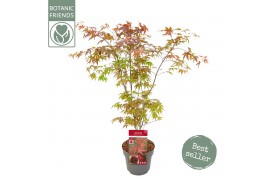 Acer palmatum atropurpureum