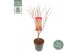 Acer palmatum atropurpureum 