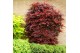 Acer palmatum atropurpureum 
