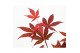 Acer palmatum atropurpureum 
