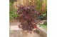 Acer palmatum atropurpureum 