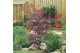 Acer palmatum atropurpureum 