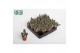 Kalanchoe tomentosa Light 