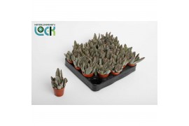 Kalanchoe tomentosa Light