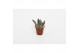 Kalanchoe tomentosa Light 