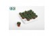 Succulenten Delosperma Echinatum tanz, 