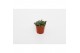 Succulenten Delosperma Echinatum tanz, 