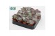 Succulenten Cotyledon Undulata, 