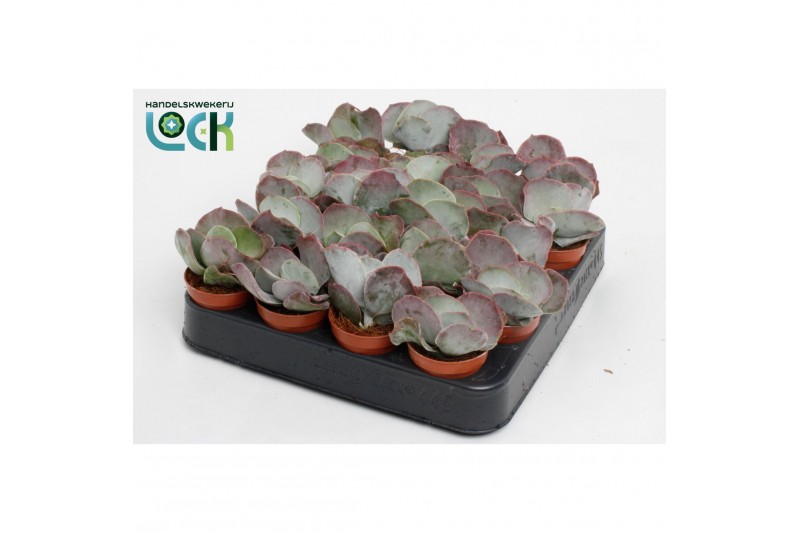 Succulenten Cotyledon Undulata, 