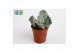 Succulenten Cotyledon Undulata, 