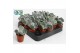 Succulenten Cotyledon Undulata, 