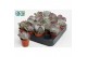 Succulenten Cotyledon Undulata, 