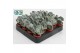 Succulenten Cotyledon Undulata, 