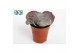 Succulenten Cotyledon Undulata, 