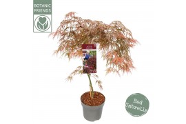 Acer palmatum Garne