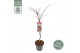 Acer palmatum Garne 
