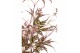 Acer palmatum Garne 