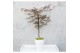 Acer palmatum Garne 