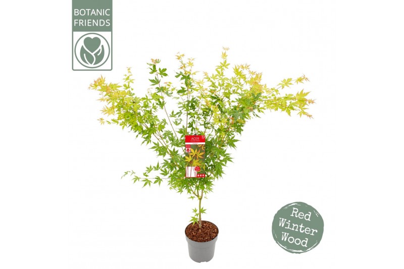 Acer palmatum sangokaku 