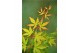 Acer palmatum sangokaku 