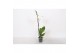 Phalaenopsis white world 1 tak - 9+ bloemen 