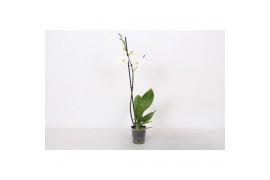 Phalaenopsis white world 1 tak - 9+ bloemen