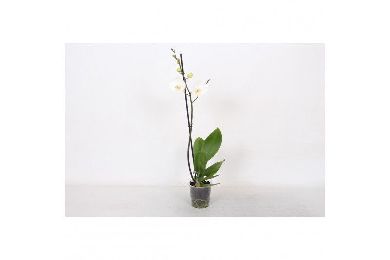 Phalaenopsis white world 1 tak - 9+ bloemen 