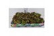 Sempervivum Sempervivum "Boekarest" kleur - groen met zwarte punten 